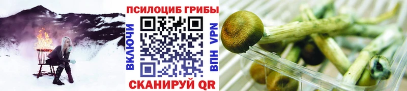 продажа наркотиков  ОМГ ОМГ tor  Псилоцибиновые грибы Psilocybe  Канаш 